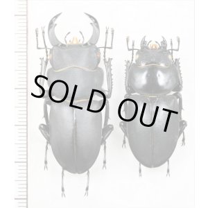 画像: キュウシュウヒメオオクワガタ　ペア　♂43.7mm♀35.6mm　宮崎県