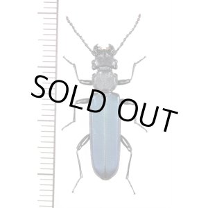 画像: ルリヒラタムシ　山梨県