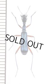 画像: クビナガハンミョウの一種　Neocollyris species　♂　ベトナム中部
