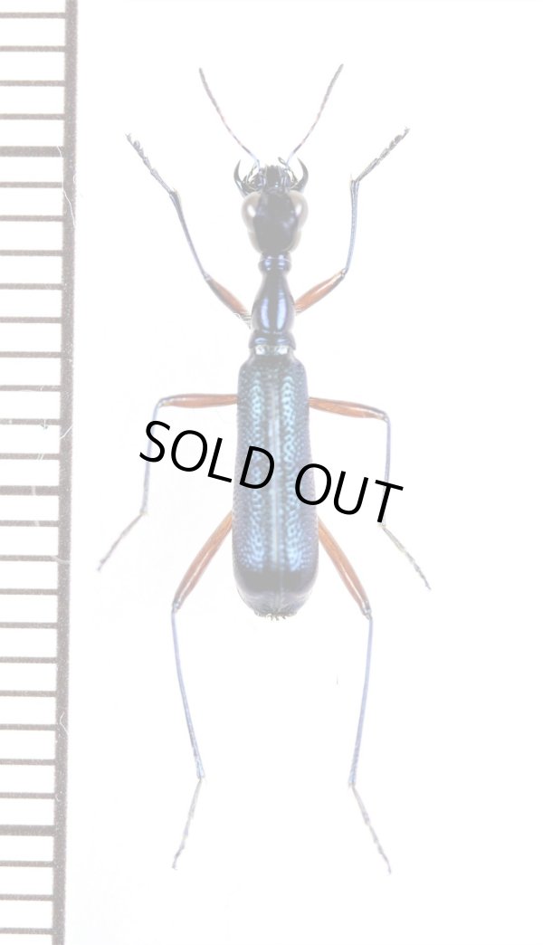 画像1: クビナガハンミョウの一種　Neocollyris species　♂　ベトナム中部