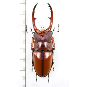 画像: アスタコイデスノコギリクワガタ  Prosopocoilus astacoides dubernardi　♂66mm　中国雲南省