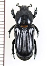 好蟻性のコガネムシ科（ハナムグリ亜科）Myrmecophilous Scarabaeidae(Centoniinae) of the World -  Insect Islands 〜南の島の昆虫標本屋さん〜