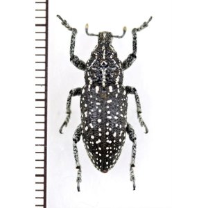 画像: ゾウムシの一種　Pachycerus menetriesii　トルコ