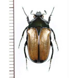 画像: トガリカナブンの一種　Gnathocera sp.　♂　カメルーン