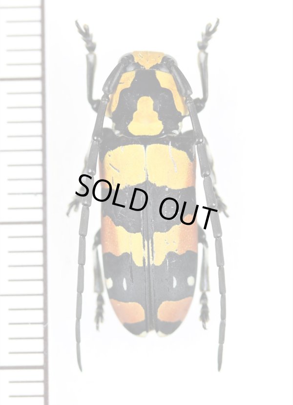 画像1: カミキリムシの一種　Tragocephala mima　♀　タンザニア