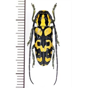 画像: カミキリムシの一種　Tragocephala variegata　♂　タンザニア