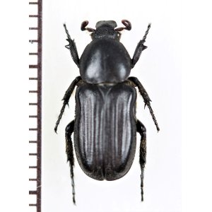 画像: アリノスハナムグリの一種　Coenochilus ventricosus　♂　コートジボワール