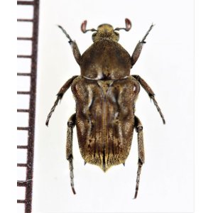 画像: アリノスハナムグリの一種　Cymophorus undatus　♂　カメルーン