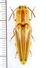 画像: コメツキムシの一種　 Semiotus ligneus  フランス領ギアナ