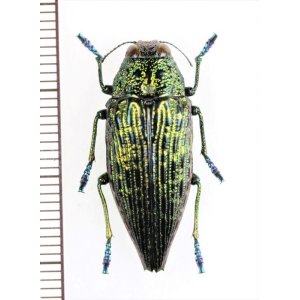 画像: タマムシの一種　Buprestidae species　ペルー