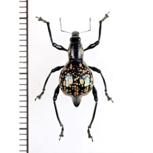 画像: カタゾウムシの一種　Proapocyrtus sp.  ♀   フィリピン(ルソン島)