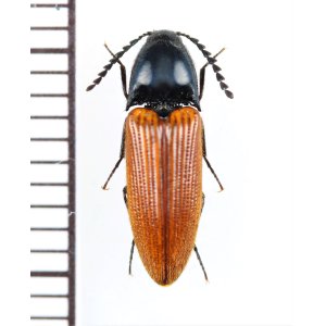 画像: コメツキムシの一種　Elateridae species　 ベトナム北西部