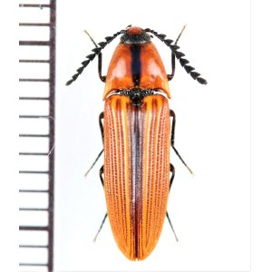 画像: コメツキムシの一種　Elateridae species　 ベトナム北西部