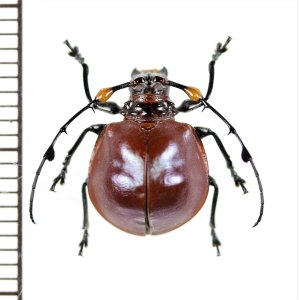 画像: カミキリムシの一種　Cyclopeplus peruvianus　♀　ペルー