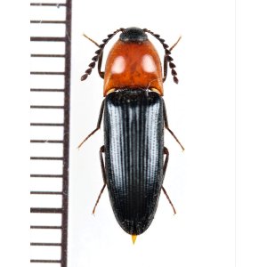 画像: コメツキムシの一種　Elateridae species　 ベトナム北西部