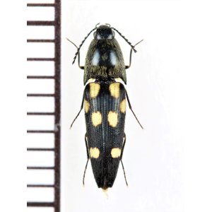 画像: コメツキムシの一種　Elateridae species　 ベトナム北西部