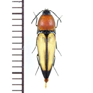 画像: コメツキムシの一種　Elateridae species　 ベトナム北西部