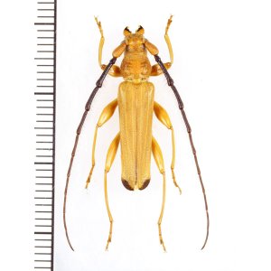 画像: カミキリムシの一種 　Cerambycidae species　 ベトナム北東部