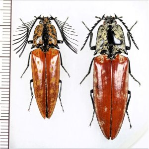 画像: コメツキムシの一種　Elateridae species　ペア   ベトナム北東部