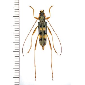 画像: カミキリムシの一種 　Cerambycidae species　 ベトナム北東部