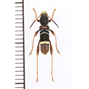 Photo: カミキリムシの一種　Cyrtoclytus sp.　ベトナム北西部