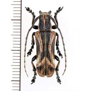 画像: カミキリムシの一種 　Cerambycidae species　♂　 ベトナム北東部