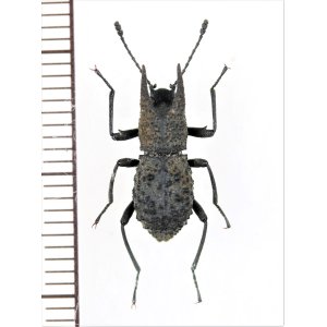 画像: ゴミムシダマシの一種　Tenebrionidae species　♂　ベトナム中部