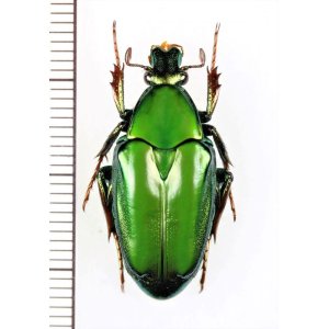 画像: ニセヒレアシハナムグリの一種　Pseudochalcothea planiuscula　♀　インドネシア（ボルネオ島）