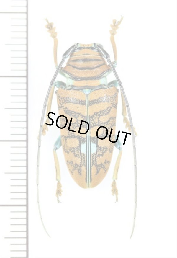 画像1: カミキリムシの一種　Sternotomis chrysopras　♀　カメルーン