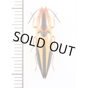 画像: コメツキムシの一種　Semiotus nigriceps　♀　ペルー