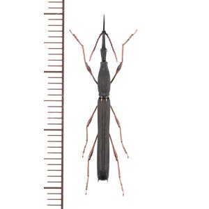 画像: ミツギリゾウムシの一種　Ithystenus sp.　♀　インドネシア（モルッカ諸島：ウォカム島）