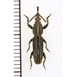 画像: ミツギリゾウムシの一種　 Brentidae species　♀　インドネシア（ニューギニア島）