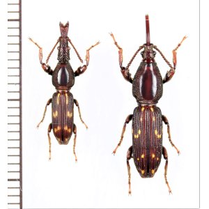 画像: ミツギリゾウムシの一種　 Brentidae species　ペア　インドネシア（ボルネオ島）