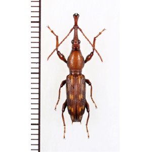 画像: ミツギリゾウムシの一種　 Brentidae species　♂　インドネシア（ニューギニア島）