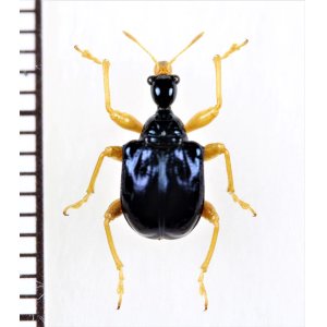 Photo: オトシブミの一種　Attelabidae species　 ベトナム中部