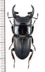画像: ネブトクワガタの一種　Aegus punctipennis　♂33.5mm　インドネシア(ボルネオ島)