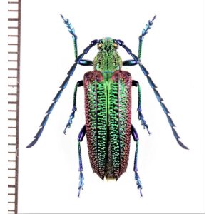 画像: カミキリムシの一種　Oxypeltus quadrispinosus　♂　チリ