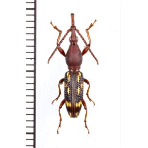 画像: ミツギリゾウムシの一種　Brentidae species　ベトナム中部