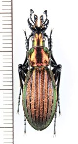 オサムシ Japanese Carabidae - Insect Islands 〜南の島の昆虫標本屋 