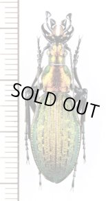 画像: オオルリオサムシ　♂　北海道苫小牧市丸山