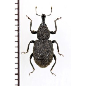 画像: ゾウムシの一種  Curculionidae species   ベトナム北東部