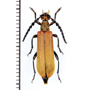 画像: カミキリムシの一種 　Cerambycidae species　♀　 ベトナム北東部