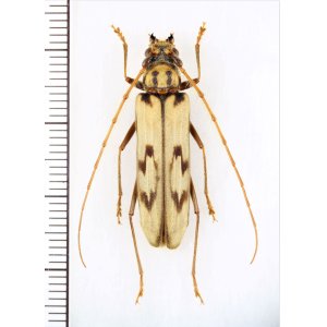 画像: カミキリムシの一種　Oplatocera sp.　♀　ベトナム北東部