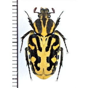 画像: エグリハナムグリの一種　Taeniodera sp.　♀　ベトナム南部