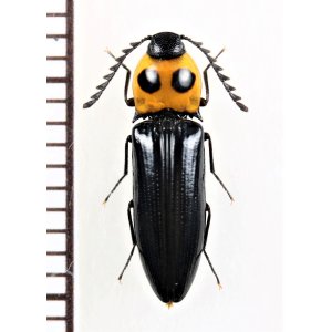 画像: 眼状紋を持つコメツキムシの一種　Elateridae species　 ベトナム北東部