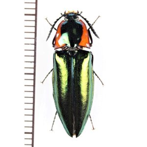 画像: コメツキムシの一種　Campsosternus sp.　♀   ベトナム北中部