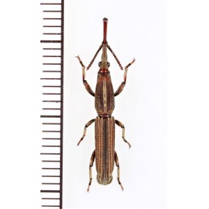 画像: ミツギリゾウムシの一種　 Brentidae species　♂　インドネシア（シュラウェシ島）