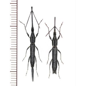 画像: ミツギリゾウムシの一種　 Brentidae species　ペア　インドネシア（シュラウェシ島）