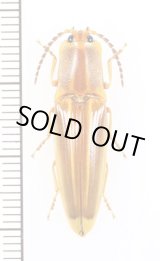 画像: コメツキムシの一種　Semiotus ligneus　♀　ペルー