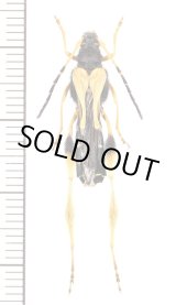 画像: ハチ擬態のカミキリムシの一種　Callisphyris macropus　♀　チリ